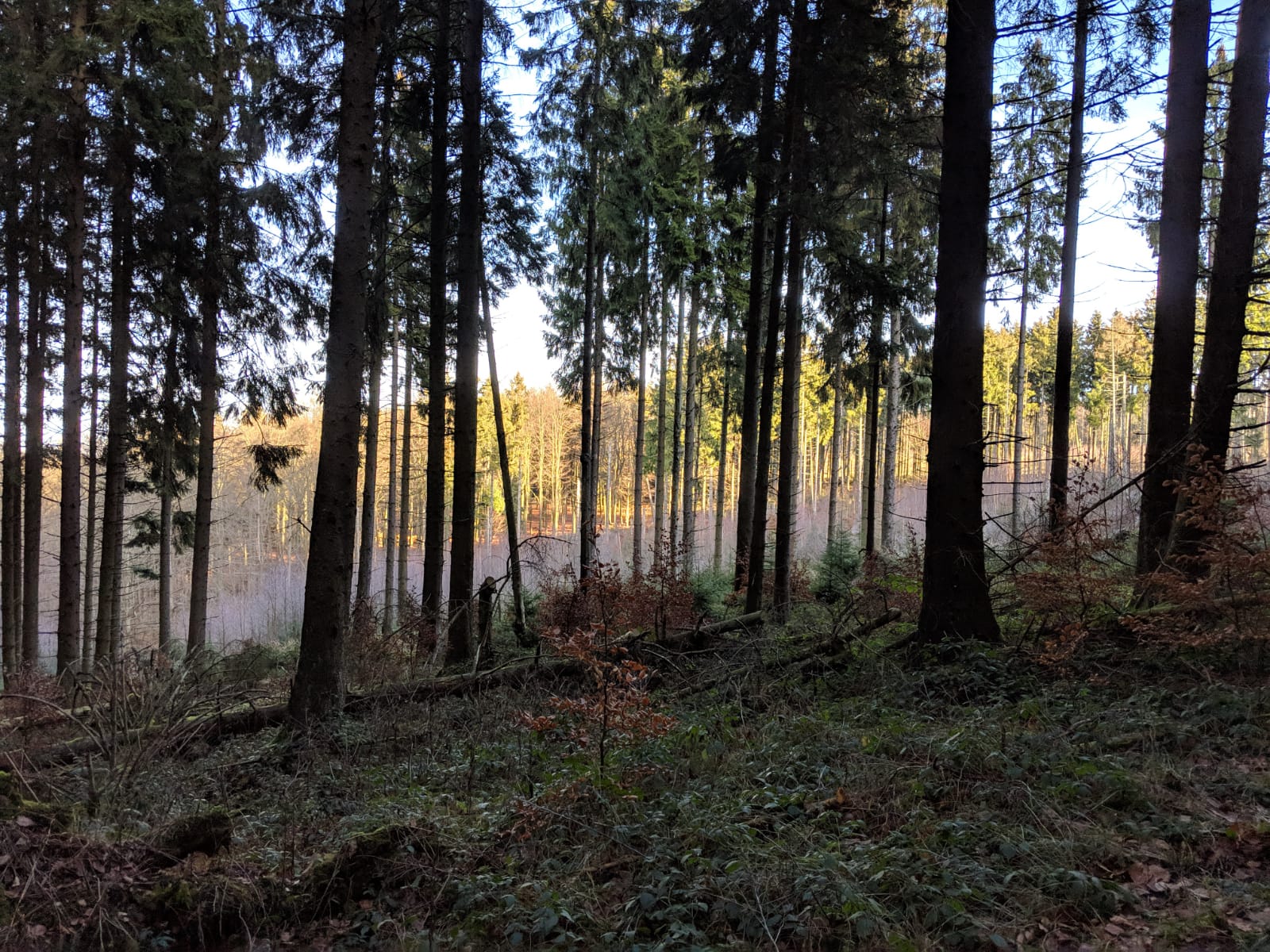 whatsapp image 2019-01-21 at 10.59.45 (1)