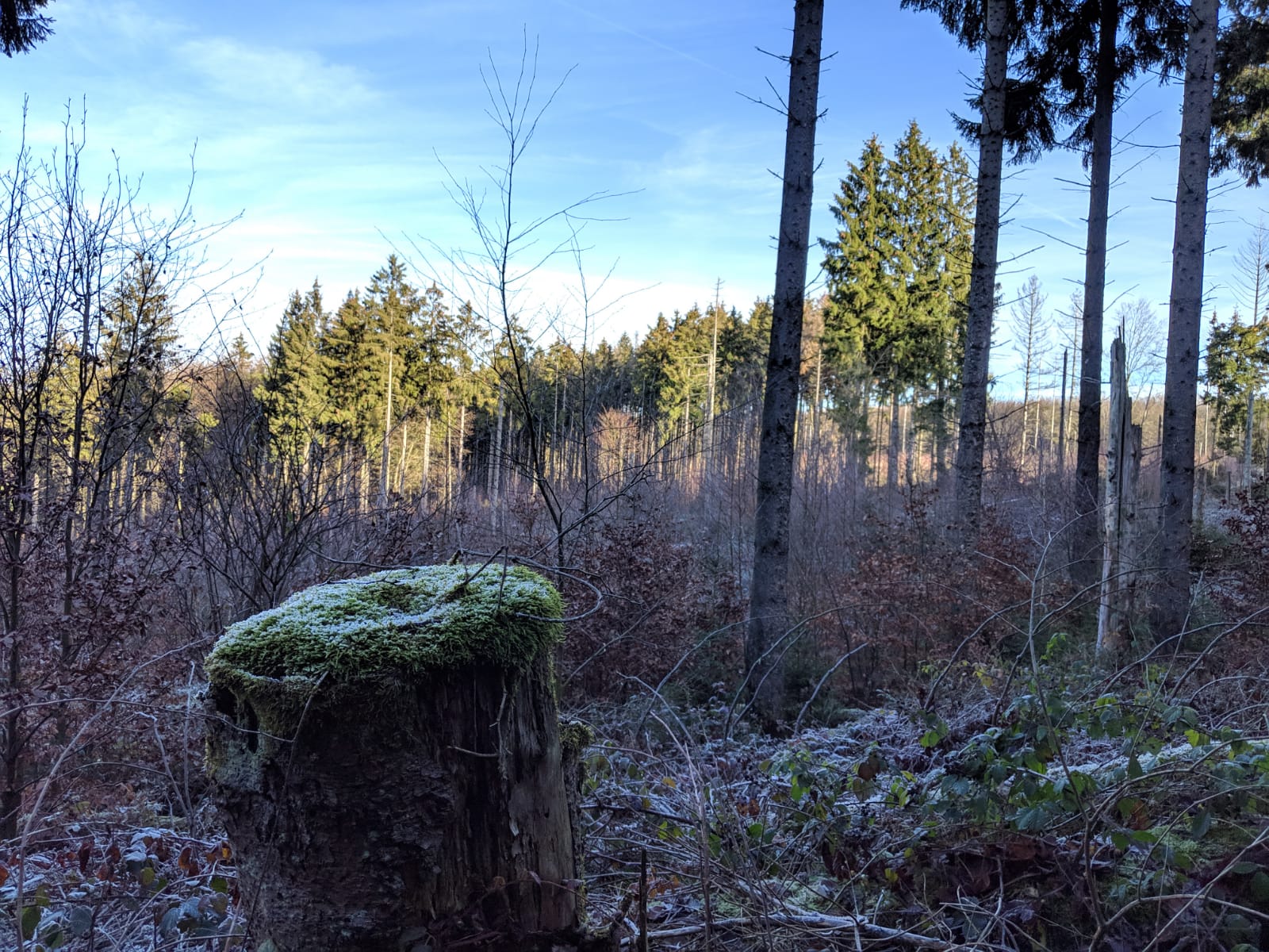 whatsapp image 2019-01-21 at 10.59.45