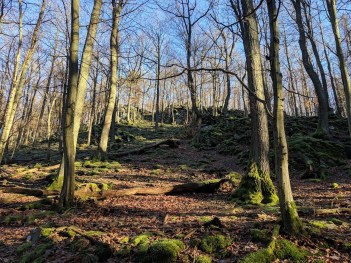 whatsapp image 2019-01-21 at 12.25.25