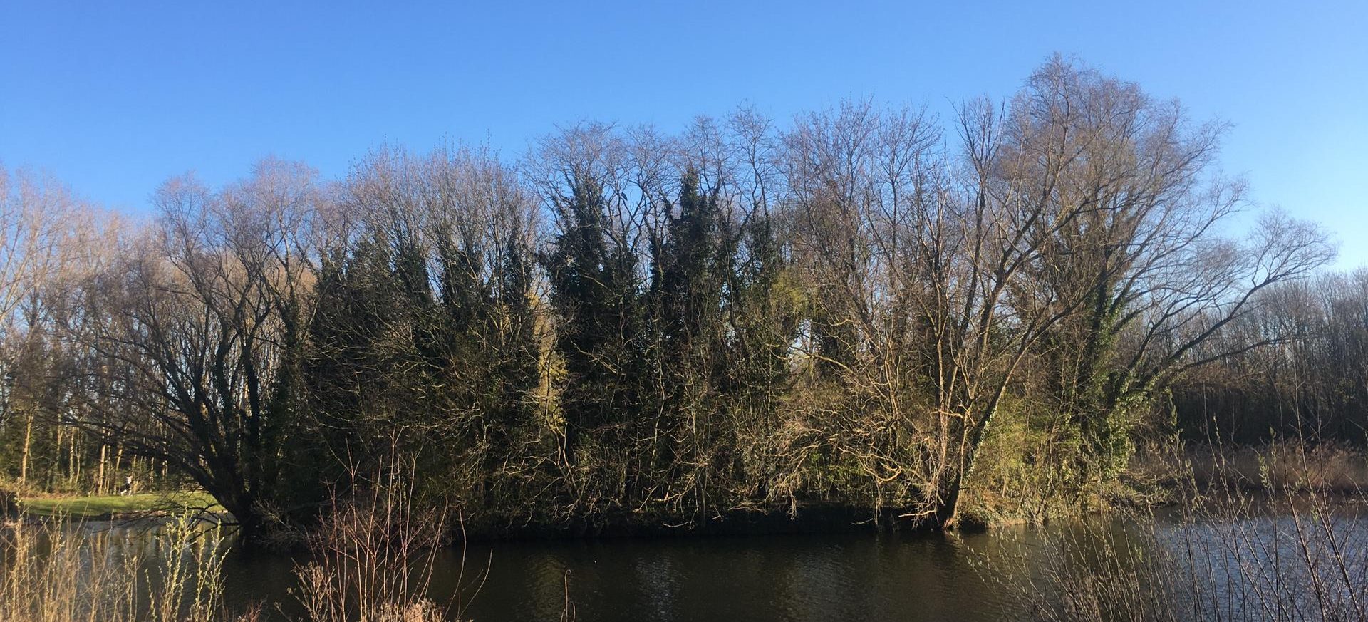 An Island with Herons nesting, Belgium